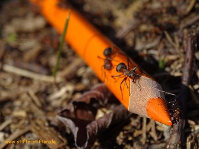 Was haben Stifte-Stifter und Ameisen gemeinsam