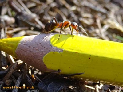 Stifte-Stifter setzen sich wie Ameisen für die Umwelt ein