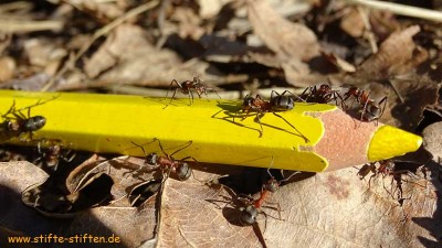 Stifte-Stifter sammeln Stifte so eifrig wie Ameisen
